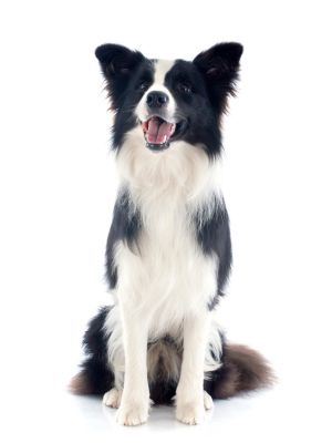 pet cave for medium size dog beds