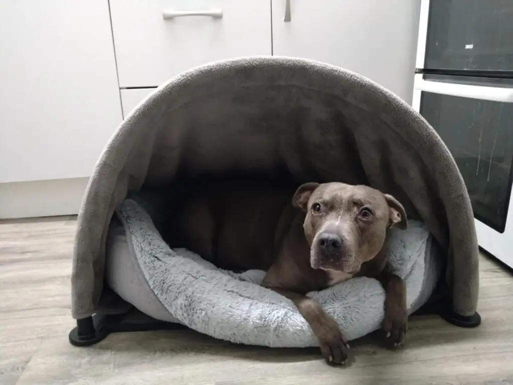 Iseys dog bed and pet cave
